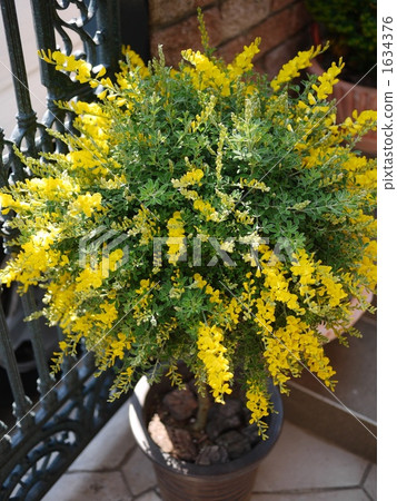 Enishida standard tailoring 1634376