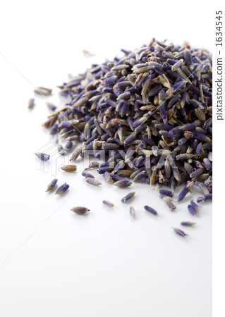 薰衣草 薰衣草 1634545