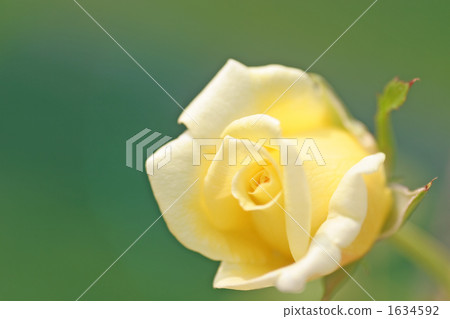 casino casino 1634592