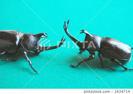 rhinoceros beetle, headpiece, imago 1634714