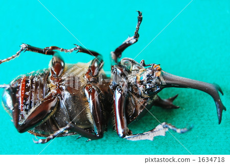 rhinoceros beetle, one small animal, headpiece 1634718