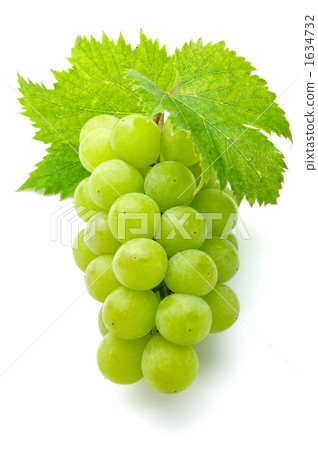 Grape  1634732