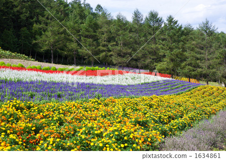 富良野花園 1634861