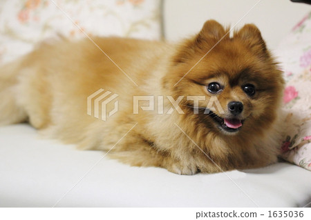 狗犬動物博美犬哺乳動物小型犬 1635036