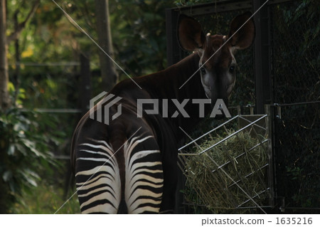 okapi, zoorasia, rare animal 1635216