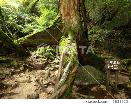 Three-legged cedar of Yakushima · Shiratani Kumizu gorge 1635223