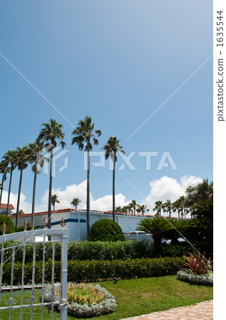 Palm tree and white house 1635544