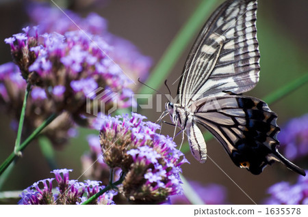 燕尾蝶 燕尾蝶 1635578