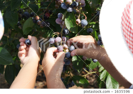 Children's hand picking blueberries 1635596