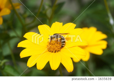 A bee that sucks honey from a quince 1635639