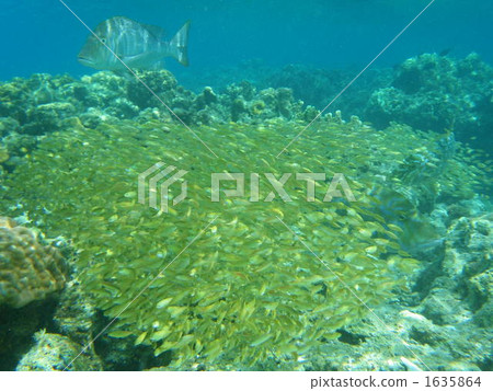 鯛魚 自然 海底的 1635864