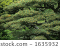 pinetree, tree age, age of tree 1635932