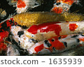koi, Red And White, pond 1635939