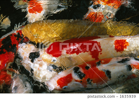 koi, Red And White, pond 1635939