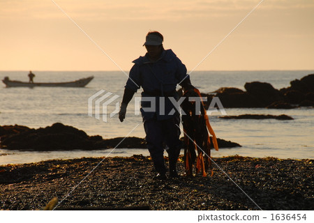 在北海道捕撈海帶 1636454