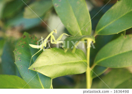 螳螂 螳 蟲子 1636498