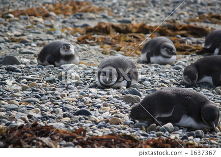 Children's penguins 1637367