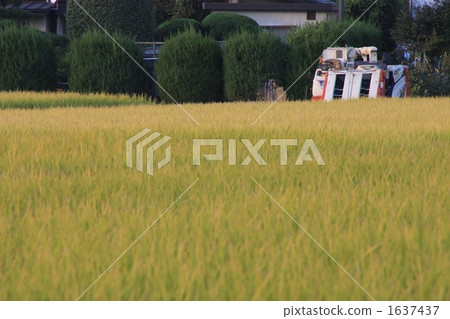 paddy, combine, combine harvester 1637437