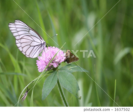 Red Clover, small cabbage white butterfly, insect 1637502