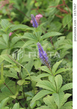 veronicastrum japonicum, veronicastrum, veronicastrum sibiricum 1637667
