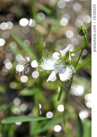 閃閃發光的蒼鷺草 閃閃發光的蒼鷺草 1638020