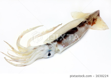 魷魚 1638224