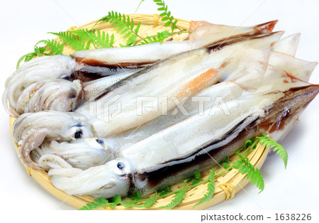 魷魚 1638226