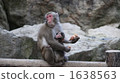 monkey, monkeys, parenthood 1638563