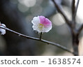 ume, bloom, blossom 1638574