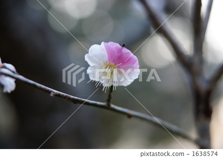 ume, bloom, blossom 1638574
