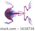 Transparent specimen of Malm Tapioca frog 1638738