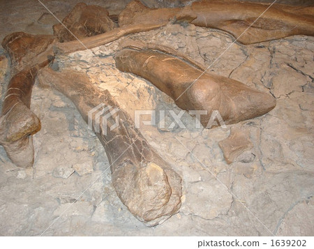 dino, dinosaur, fossil 1639202