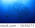 Barracuda and divers 1639273