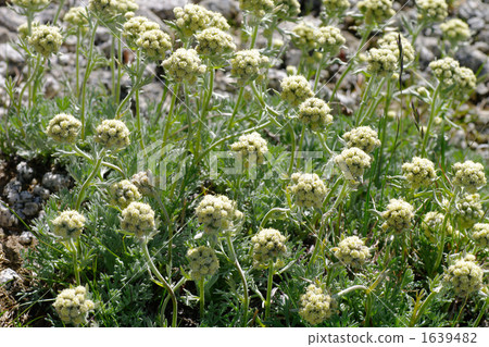 Haha cottonweed Haha cottonweed 1639482
