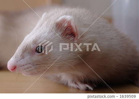 Pass Valley Ferret (Cinnamon) Pass Valley Ferret (Cinnamon) 1639509