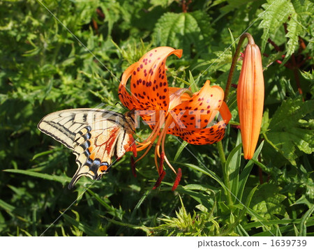 堅持洋蔥百合的蝴蝶 1639739
