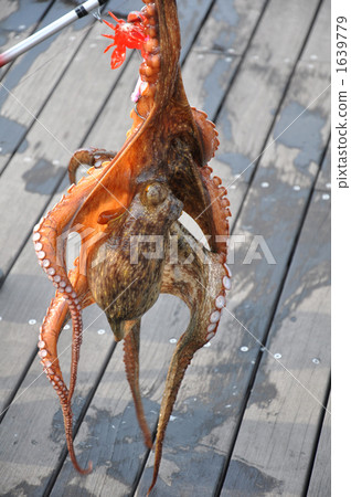 八達通釣魚 1639779