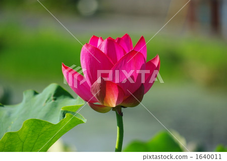 Lotus flower shining in the morning sun Lotus flower shining in the morning sun 1640011