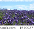 Lavender field 1640027