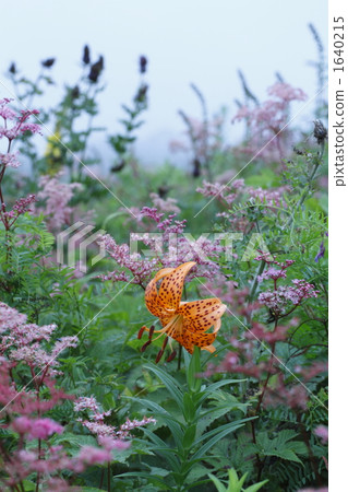 lilium leichtlinii, lilium lancifolium, small tiger lily 1640215