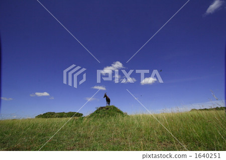 grass field, grassland, grasslands 1640251