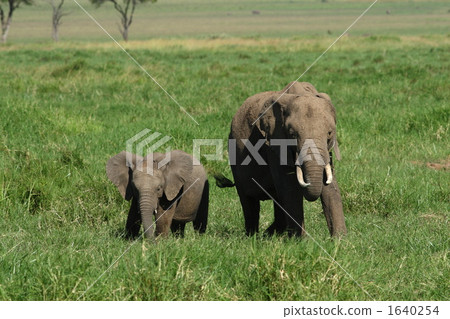 elephant, parenthood, parent and child 1640254