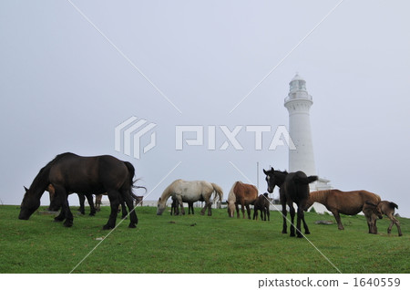 Cold horse Cold horse 1640559