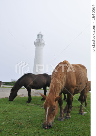 Cold horse Cold horse 1640564