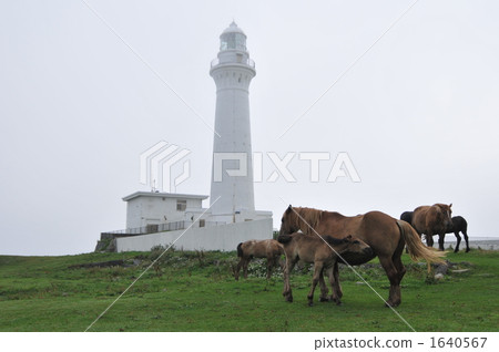 Cold horse 1640567