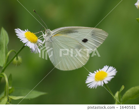 small cabbage white butterfly, butterfly, butterflies 1640581