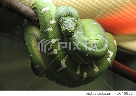 Emerald Tree Boa Emerald Tree Boa 1640992