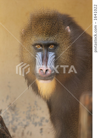 Mandrill Mandrill 1641022