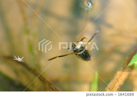 Pine fruit Pine fruit 1641089