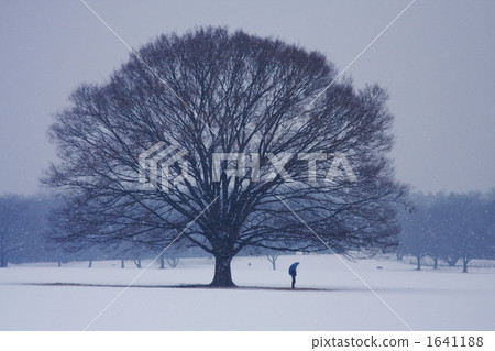 snow scene, showa memorial park, japanese zelkova 1641188
